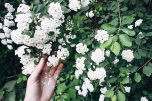 Fleurs blanches main